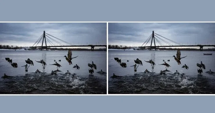 Bu ördək şəkillərindəki 3 fərqi 10 saniyədə tapın: Möhtəşəm TAPMACA