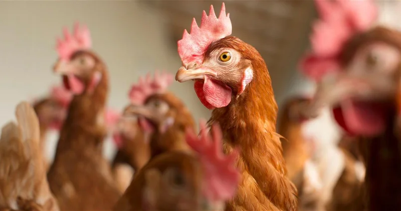 Снят запрет на импорт из ряда стран, связанный с безопасностью пищевых продуктов