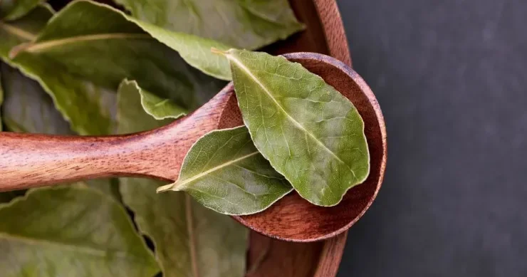 Yanvar ayının bu tarixlərində dəfnə yarpağı yandırın: Görün həyatınız necə dəyişəcək