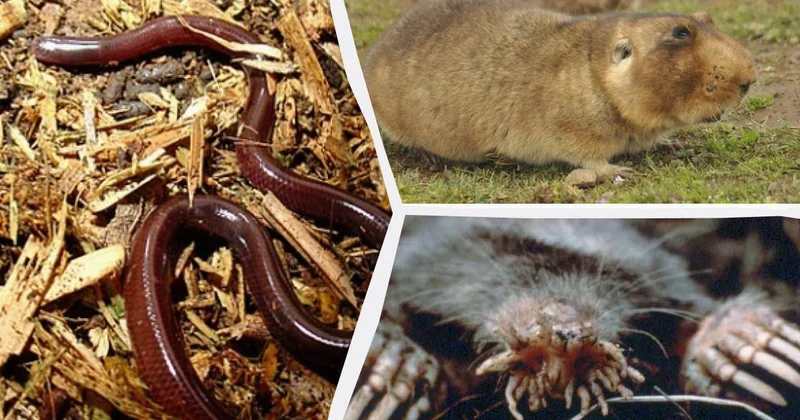 Названы 11 удивительных животных, живущих в полной темноте