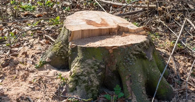 Xırdalanda ağaclar kəsilib, tikinti şirkətinə 13 min manatdan çox cərimə tətbiq edilib