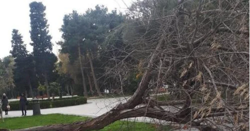 Bakıda iki gündə 78 ağac sınıb