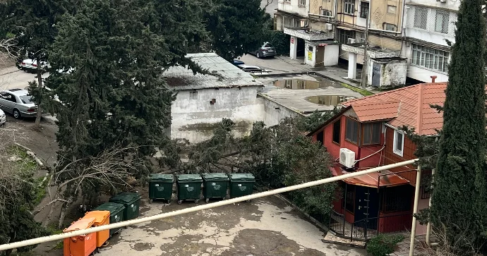 Ağac evin üzərinə aşdı İcra Hakimiyyəti susur VİDEO