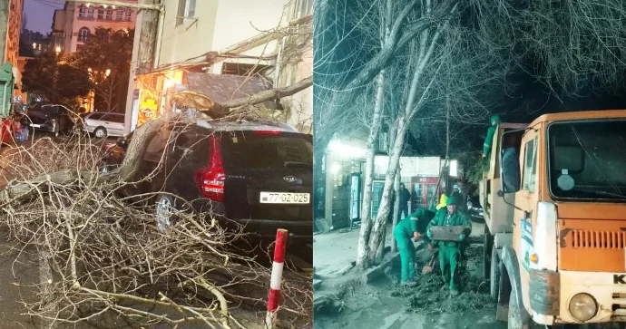 Bakıya Sovet dövründə əkilən qovaq ağacları çıxarılıb yerinə başqa fidanlar əkilməlidir EKOLOQ VİDEO