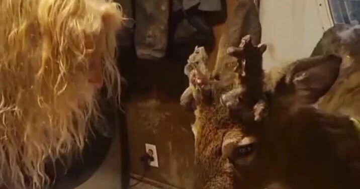 12 il baxdığı maral qadını parçalayıb öldürdü VİDEO