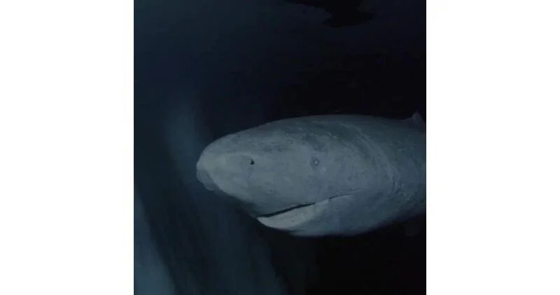 Акула долгожитель: гренландская хищница пережила 4 века ВИДЕО