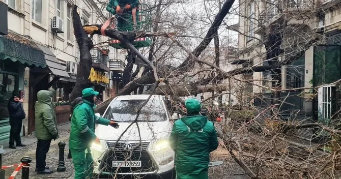 Bakıda güclü külək 78 ağacı aşırdı, 40 ağacın budaqları qırıldı