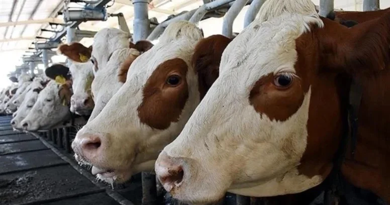 İnək qanının buna faydası var imiş Tarixi inanc