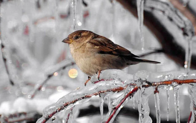 Milli Hidrometeorologiya Xidməti məlumat yaydı KONKRET