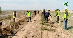 Yolların kənarında meyvə ağacları olmaz: Bu, büdcəyə xəyanətdir EKOLOQ