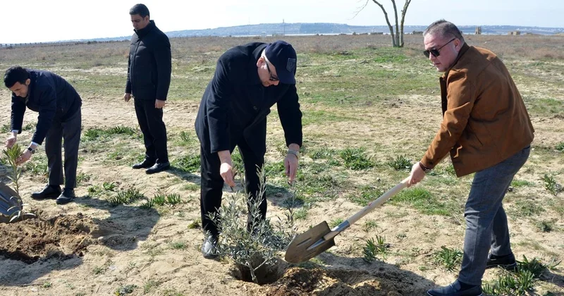 Pirallahı rayonunda ağacəkmə aksiyası keçirilib FOTO