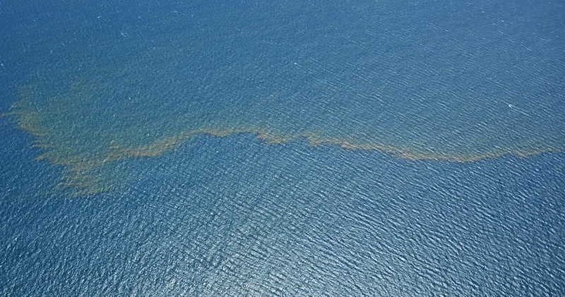 Mərcan dənizində elmə məlum olmayan yüzlərlə canlı tapıldı (FOTO)