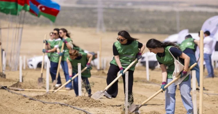 Bakıda ağacəkmə kampaniyası