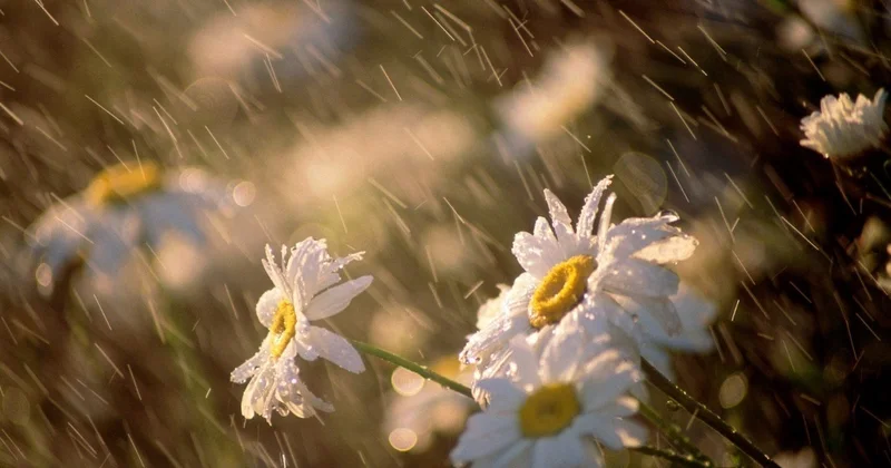 Rayonlarda yağıntılı hava mayın 7 dək davam edəcək XƏBƏRDARLIQ
