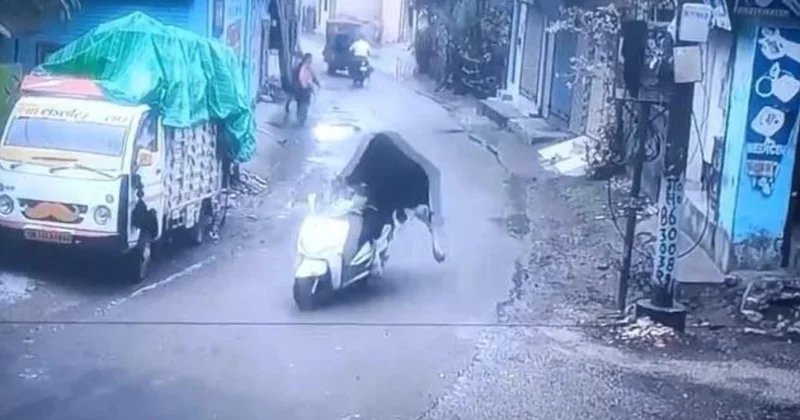 Hindistanda öküz skuteri inəklə səhv salaraq onu qaçırıb