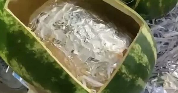 Qarpız yükündən 31 kq narkotik çıxdı Foto