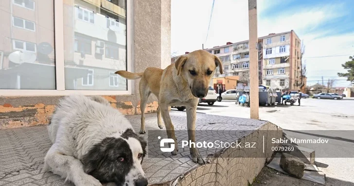 Строительство приюта для бездомных животных в Абшеронском районе откладывается ПРИЧИНА