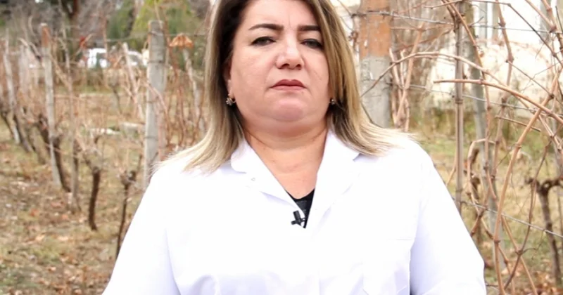 May ayında üzüm bağlarında görülməli işlər fermerlərə tövsiyə