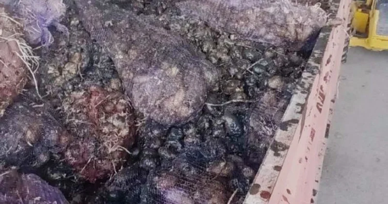 Ölkəyə idxal olunan toxumluq kartof məhsulunda zərərli orqanizm aşkarlanıb