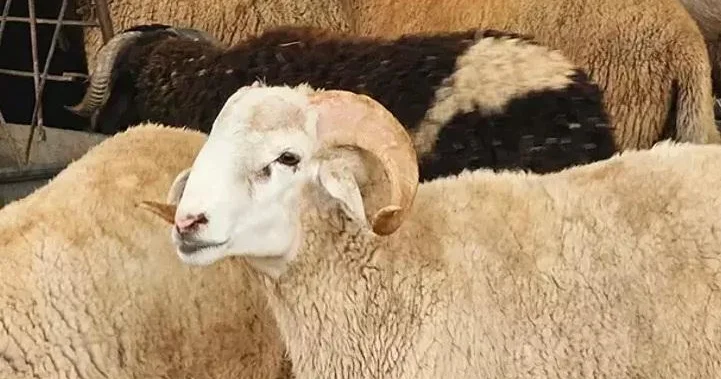 Mərakeşdə qurban kəsmək qadağan olundu