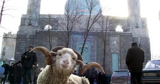 İlahiyyatçı: Qurban kəsmək borc sayılmaqdan əlavə həm də sosial məsuliyyətdir