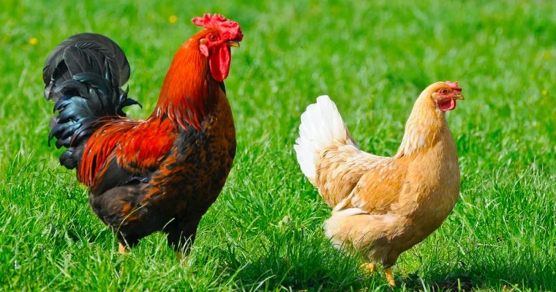 Qurban bayramında toyuq, xoruz kəsmək olarmı? İlginc