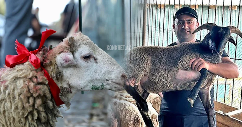 Qurban kəsərkən bu vacib məqamlara əməl edin, yoxsa… XƏBƏRDARLIQ KONKRET