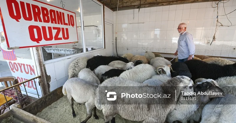 Qurban bayramı öncəsi heyvan bazarından FOTOREPORTAJ