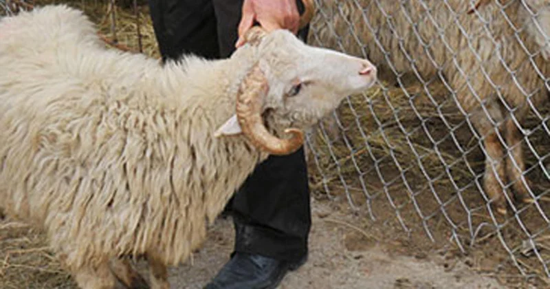 Hansı heyvanları qurban kimi kəsmək olar? AÇIQLAMA