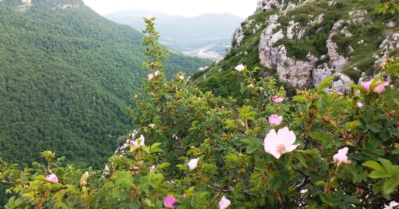 Vətən bağı al əlvandır Cıdır düzündən FOTOREPORTAJ