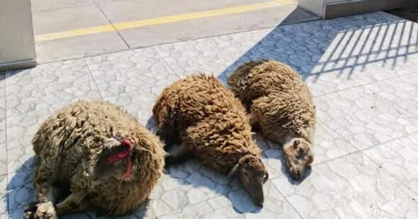 Diqqət: 6 və 7 iyunda qurban kəsə bilməyənlər... QMİ