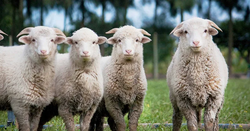 Erkək qoyun, camış, dəvə... Qurban bayramı dünyada necə qeyd olunur?