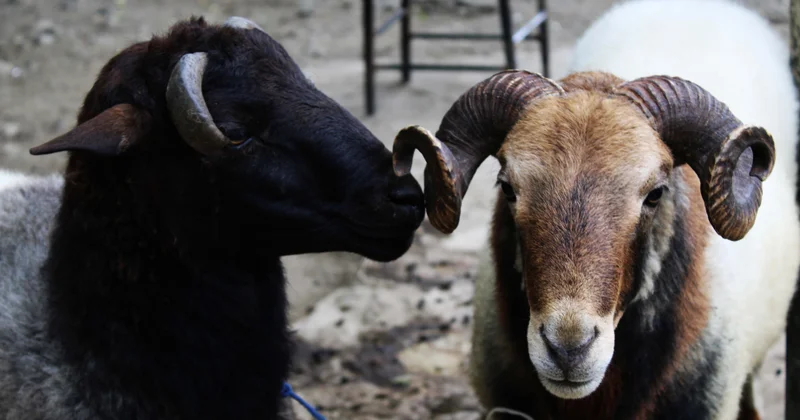 Lənkəranda qurbanlıq heyvan satışı bazarından reportaj FOTO