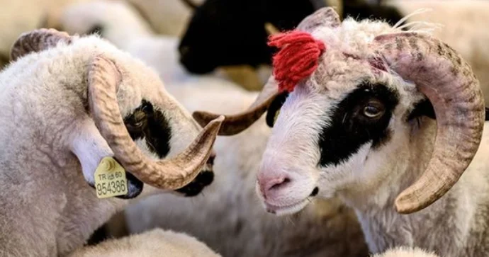 Bazarda qurbanlıqların qiyməti neçəyədir?