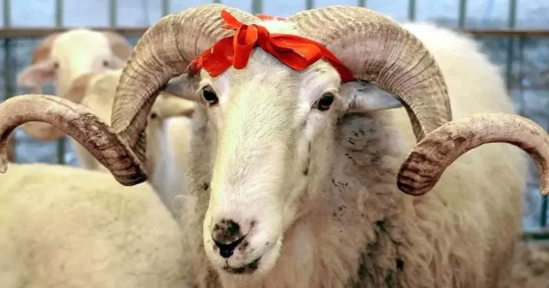 Qurban bayramınız mübarək!