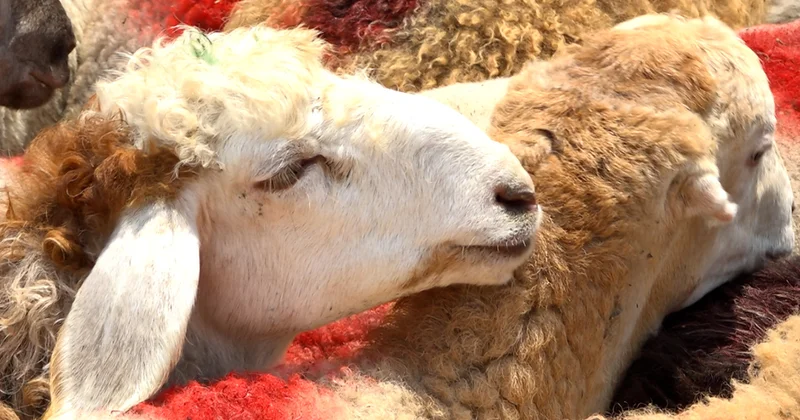 Qurban bayramına hazırlıq işləri başa çatıb