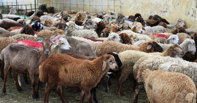 Lənkəranda qurbanlıq heyvan satışı bazarından reportaj