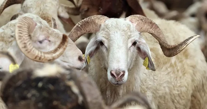 Qurban ətindən kabab etmək olarmı? Çox insanı maraqlandıran cavab