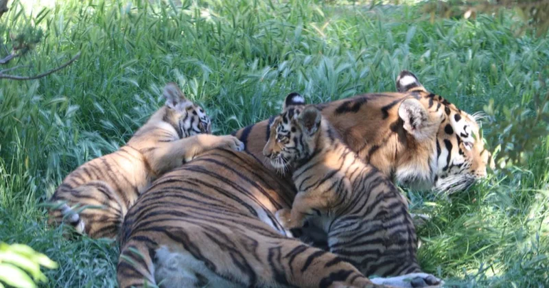 Bakı Zooloji Parkında Amur pələngi balaları dünyaya gəlib