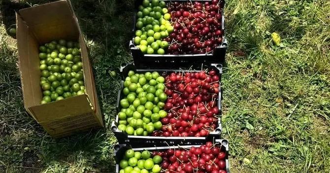 Gilas və alçanın qiyməti nə vaxtdan ucuzlaşacaq? AÇIQLAMA