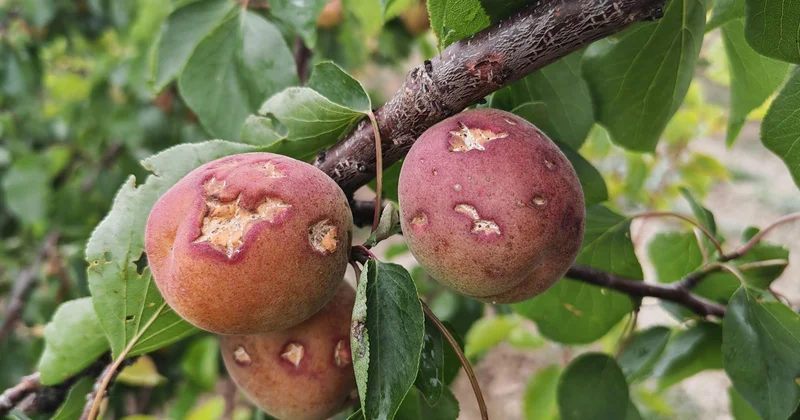 Aqrar Sığorta Fondu təsərrüfatlara dəymiş zərərləri qiymətləndirir