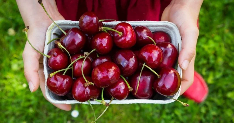 Kasıblar gilas yeyə bilmədi...