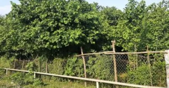 Fındıq mafiyası iş başında bağları məhv edən qiymət təklif edirlər
