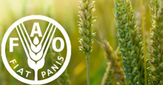 FAO iyun ayı üçün ərzaq qiymətlərinin indeksini açıqlayıb