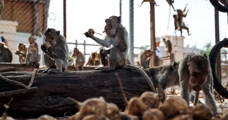 Zooparkdan qaçan meymunlar şəhəri bir birinə qatdı Fotolar
