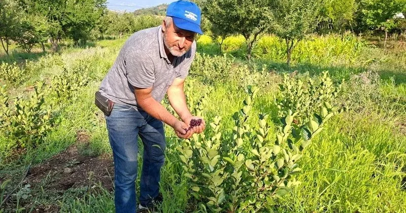 3 il əvvəl sınaq üçün əkdi, bu il ilk meyvəsini verdi