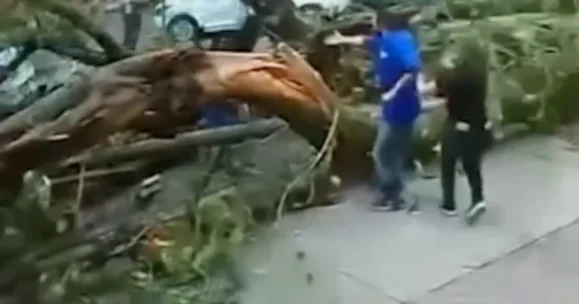 Ağacın altında qaldı, möcüzə nəticəsində sağ çıxdı VİDEO