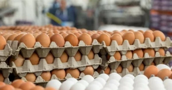 Yumurtanın qiyməti yenidən 1 qəpik olacaq? EKSPERT AÇIQLADI