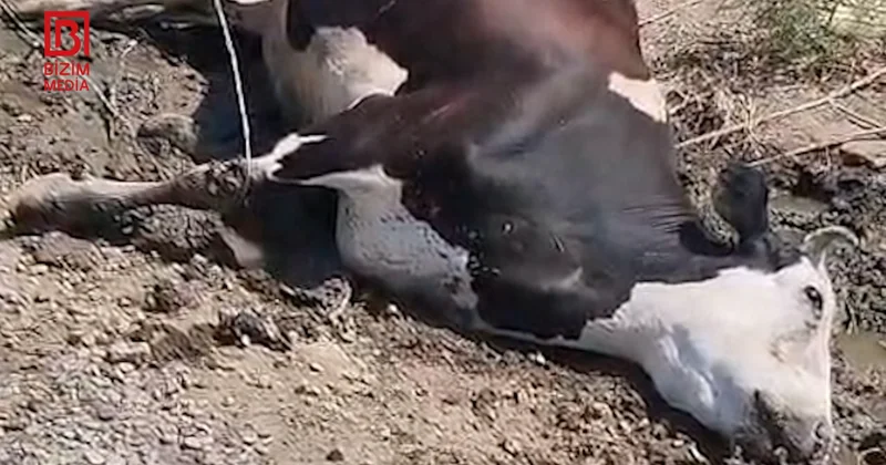 Elektrik naqili cins heyvanın tələf olmasına səbəb oldu VİDEO