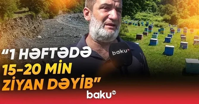Arıçıların başına oyun açan hadisə: Baxımsızlıqdan 250 min ailə qalıb VİDEO